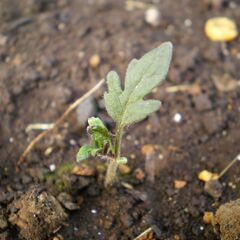 🌱 トマト 苗 🌱 ②