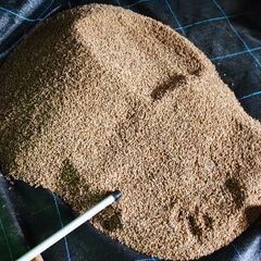 コシヒカリの種籾お譲りします🌾