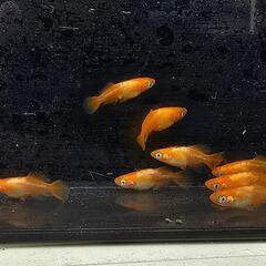 朱天皇　4ペア産卵中(ミジンコ付き)