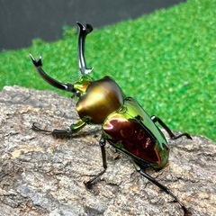 （成虫トリオ♂57mm♀♀）ニジイロクワガタ