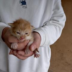子猫②里親様募集