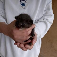 子猫③里親様募集