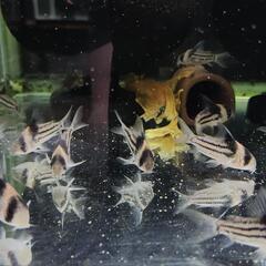 コリドラス コルレアの画像