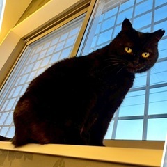 千葉県柏市😸🍀5/11(日)保護猫譲渡会