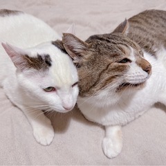 千葉県柏市😸🍀5/11(日)保護猫譲渡会