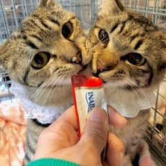 千葉県柏市😸🍀5/11(日)保護猫譲渡会
