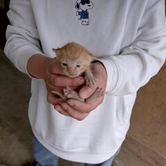 子猫④里親様募集