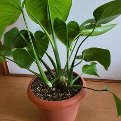 モンステラ②の画像
