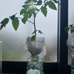 トマト苗の画像