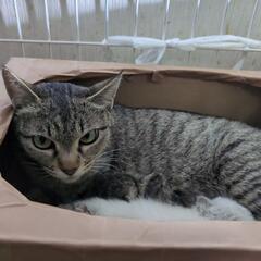 ２０２５年4月２３日産まれの６匹の赤ちゃん🐱猫の里親様を募集して...