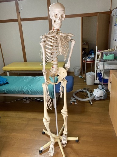 全身骨格モデル　ドイツ製