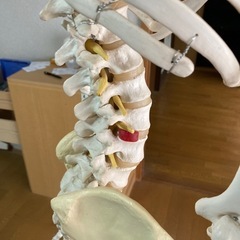 全身骨格モデル　ドイツ製の画像