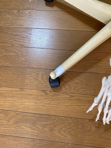 全身骨格モデル　ドイツ製