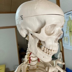 全身骨格モデル　ドイツ製の画像