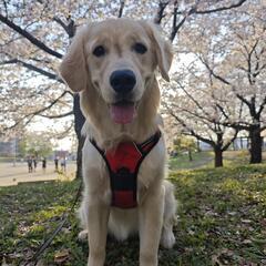 近く犬友達を探してます(大型犬)