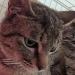 物置に来ていたちょっと成長した子猫達4匹を保護したので３匹…
