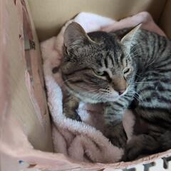 物置に来ていたちょっと成長した子猫達4匹を保護したので３匹を里親...