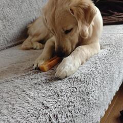 近く犬友達を探してます(大型犬) - 友達