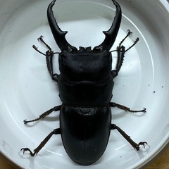 本土ヒラタクワガタ　♂62mm ペア
