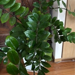 ザミオクルカス　観葉植物