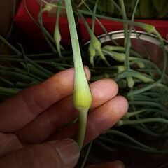 今朝収穫。ニンニクの芽。限定３束。無農薬無化学肥料で育てました。の画像