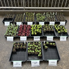  
野菜苗各種　1個¥50  の画像