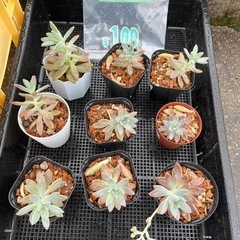  
野菜苗各種　1個¥50  の画像