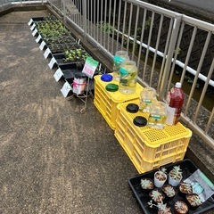  
野菜苗各種　1個¥50  の画像
