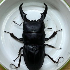 本土ヒラタクワガタ　♂64mm ペア