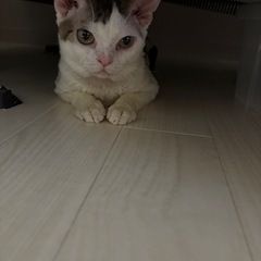 デボンレックスオス