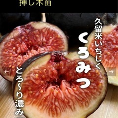 久留米黒みついちじく、挿し木苗