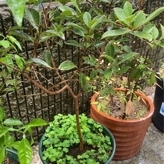 　果樹 柑橘　