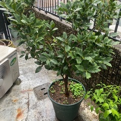 果樹　樹木