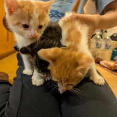 【急募】子猫3兄弟　生後1ヶ月♂