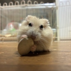 ジャンガリアンハムスター🐹イエローの画像