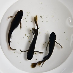 メダカ　五式ヒレ長　4匹③ 数量限定　めだか