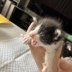 保護猫＊ミルク期&離乳食開始のハチワレ女の子😾