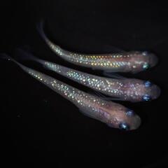 ピンクサファイア メダカ めだか ぴんく ペア売り 1ペア 若魚の画像