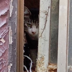 なるはや募集中 - 猫
