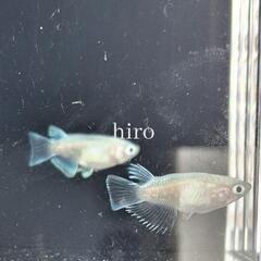 【現物】エンゼル ダルマ 1ペア　めだか メダカの画像