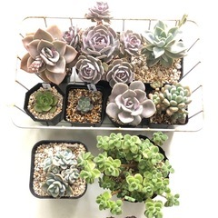 多肉植物　オリオン 他