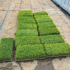 従来種コシヒカリの苗🌱の画像