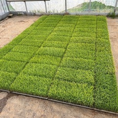 従来種コシヒカリの苗🌱