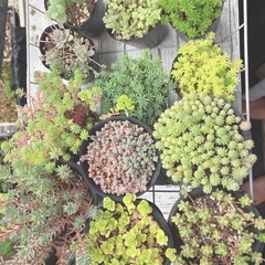 多肉植物 セダム ③