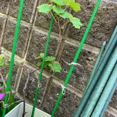 ブドウの苗木