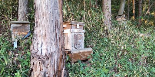 ニホンミツバチ（日本みつばち）の分蜂群（2025年5月入居確認）