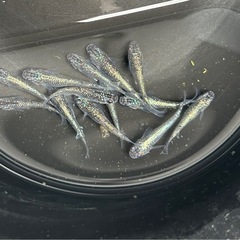 メダカ　サファイア　めだかの画像