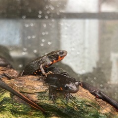 アカハライモリ