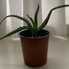 アロエの画像
