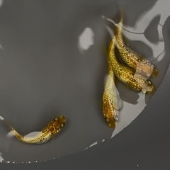 舞めだか様作出品種【童虎】 雄1雌3の画像